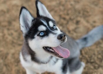 Husky puppy