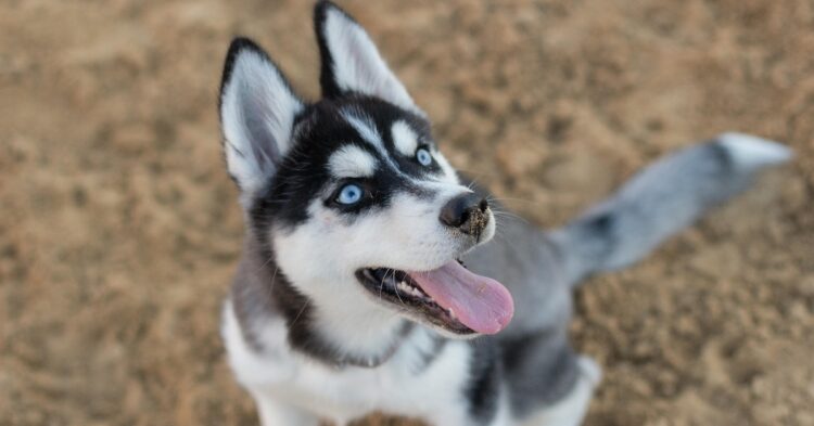 Husky puppy