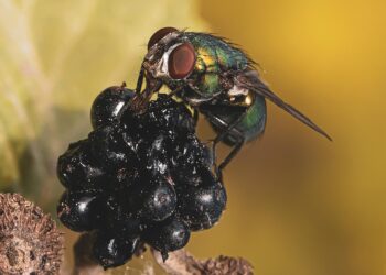 fly sitting on fruit