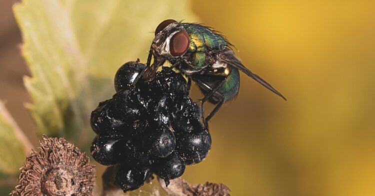 fly sitting on fruit