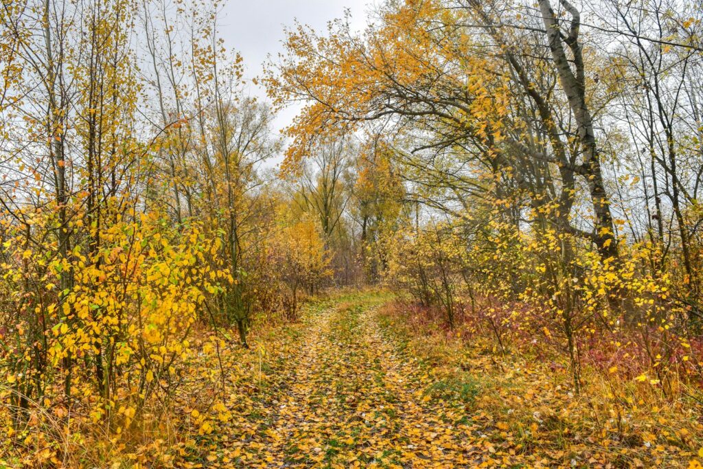 a path through a forest