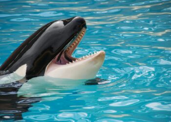 White and Black Killer Whale on Blue Pool
