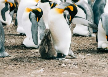 Wildlife of flock of penguins gathering together