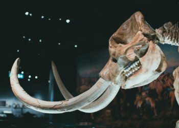Animals head on exhibition