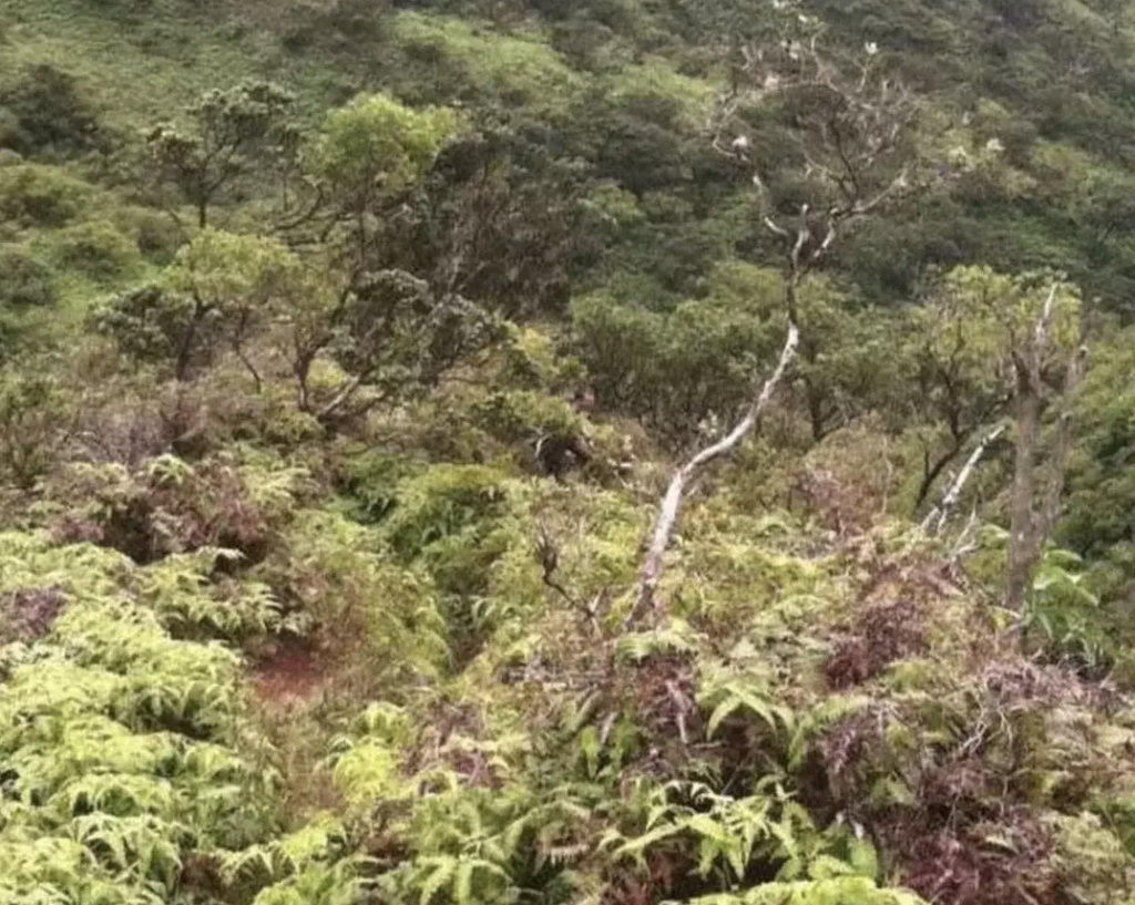Hawaiian foliage with a shadowy figure