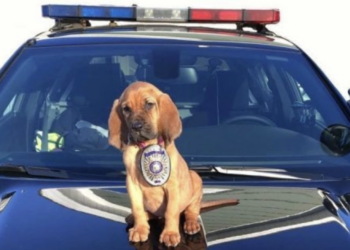 Police dog puppy perched up on a police vehicle