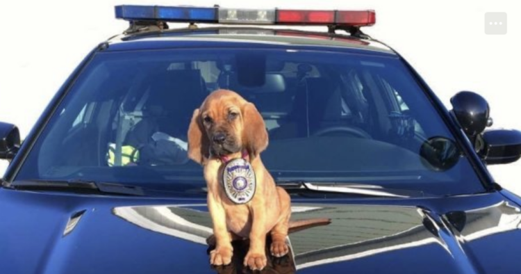 Police dog puppy perched up on a police vehicle