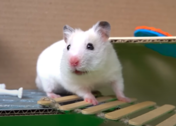 Hamster completing maze circuit via YouTube