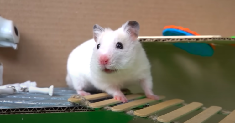Hamster completing maze circuit via YouTube