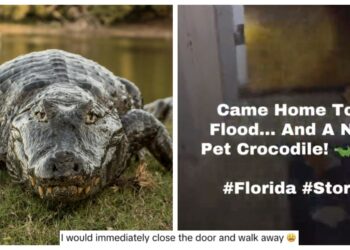 Alligator in home