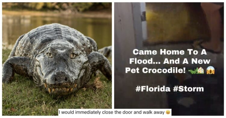 Alligator in home