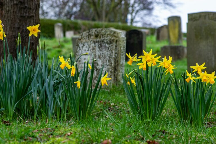 a bunch of flowers that are in the grass