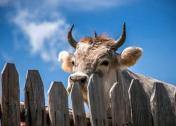 cattle behind fence