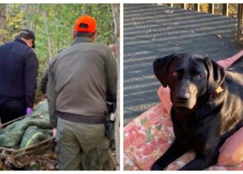 Dog that saved woman by sitting on her chest