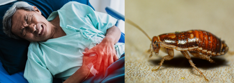 split screen of man with indigestion and picture of a cockroach