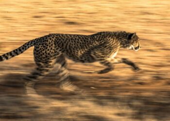 wild leopard running