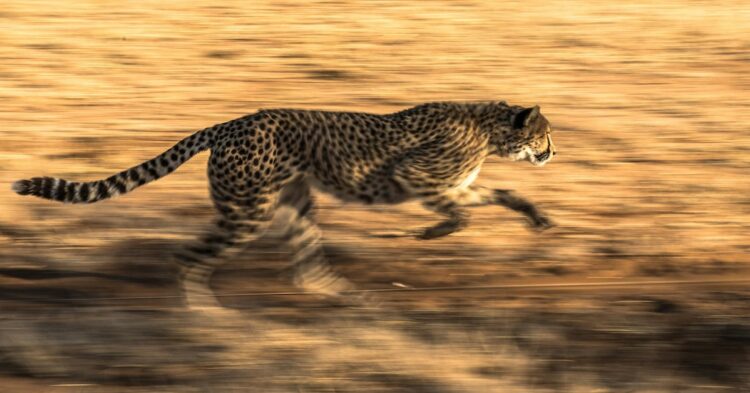 wild leopard running