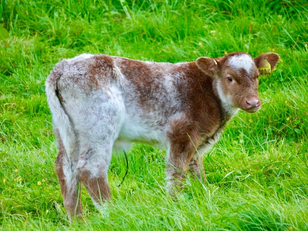 A brown and white calf standing on a lush green field