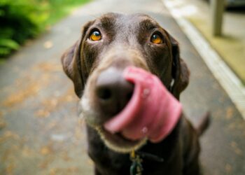 adult chocolate Labrador retriever