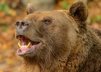 Close-Up Shot of a Bear