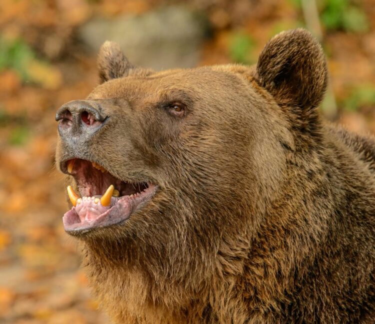 Close-Up Shot of a Bear