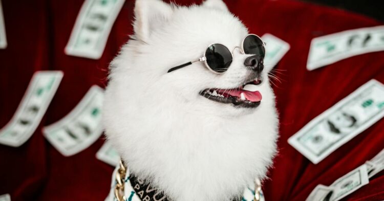 Funny Photo of a Dog Wearing Sunglasses and Sitting among Scattered Banknotes