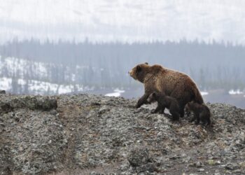 Image of bears on mountain (Adam Willoughby-Knox via Unsplash)