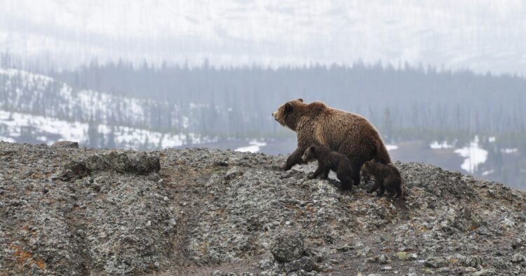 Image of bears on mountain (Adam Willoughby-Knox via Unsplash)