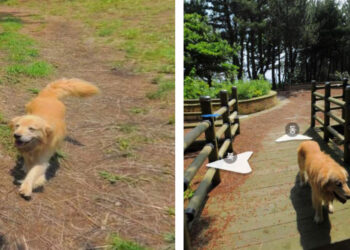 Maru, guide dog of Jukdo.