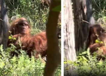 New Bigfoot footage goes viral on social media.