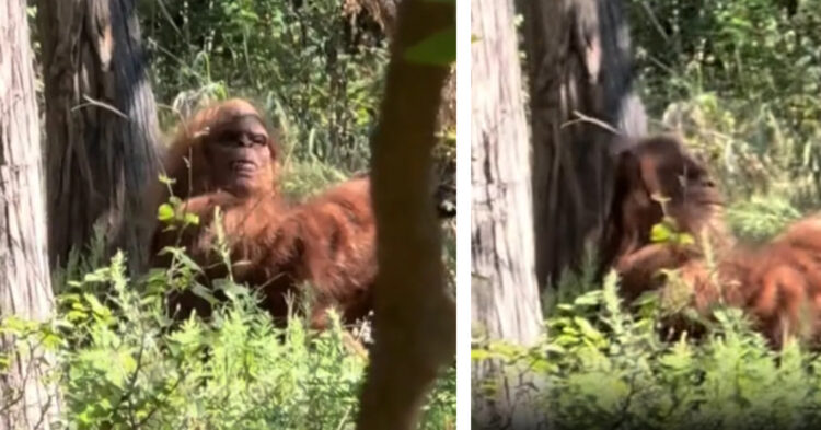 New Bigfoot footage goes viral on social media.