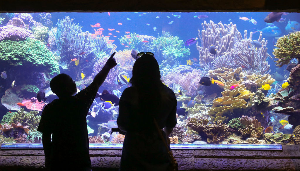 A mother and son stand in front of aquarium exhibit on Long Island