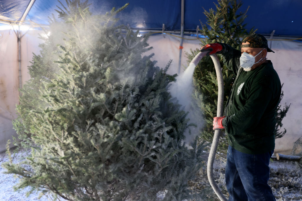 Real Christmas Trees And Artificial Trees In Shorter Supply This Year