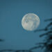Beaver Moon