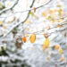 Cold Snap Sweeps UK Regions