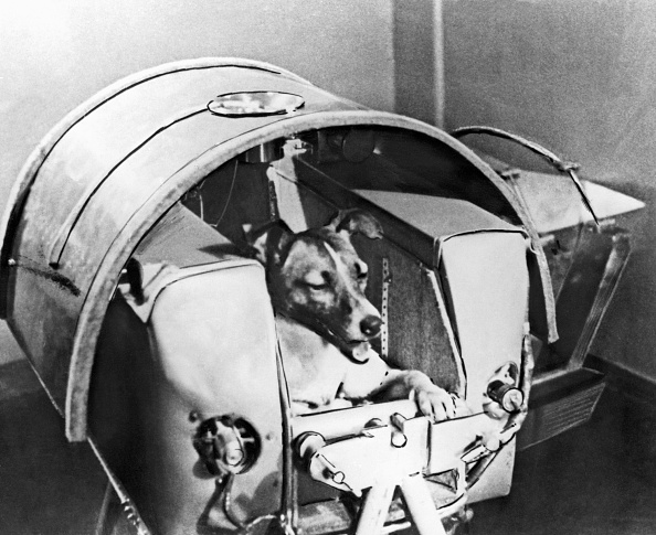 Laika, Russian Astro Dog