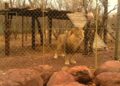 Leon van Biljon with his lions (Facebook/Mahala View Lodge)