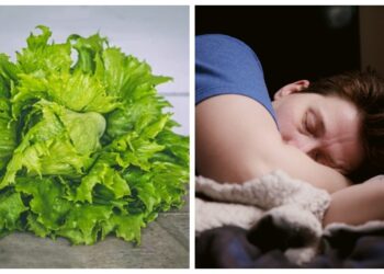 Lettuce and man sleeping
