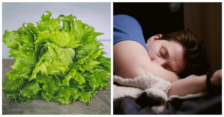 Lettuce and man sleeping