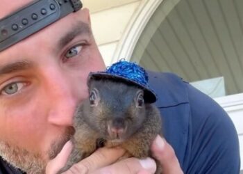 The image likely shows Peanut the Squirrel in a charming and playful pose