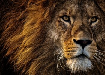 A lion attacked Babaji Daule, a zookeeper, to death
