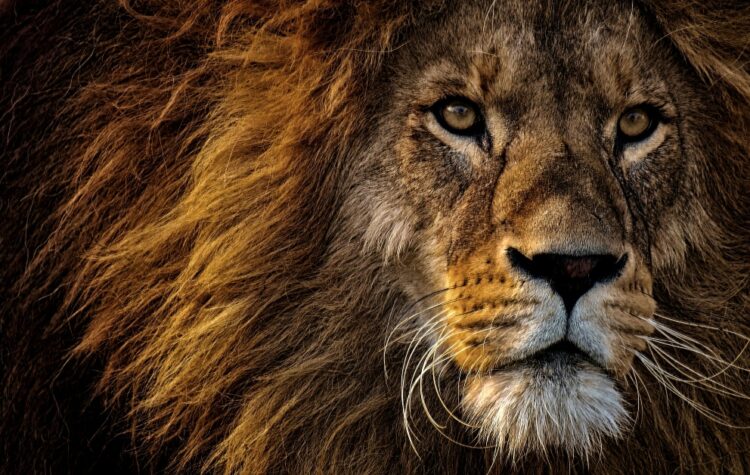 A lion attacked Babaji Daule, a zookeeper, to death