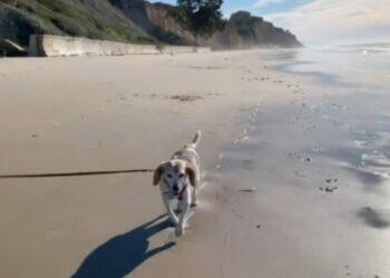 Guy, Meghan Markle's dog