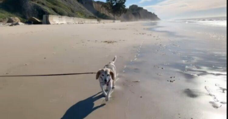 Guy, Meghan Markle's dog