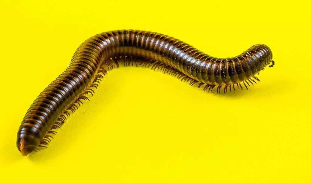 arthropod, giant millipede, millipede, millipedes, myriapoda, centipede, arthropoda, worm, ringed, millipede, centipede, centipede, centipede, worm, worm, worm, worm, worm