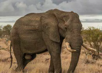 Elephant (Unsplash | Marcus Löfvenberg)