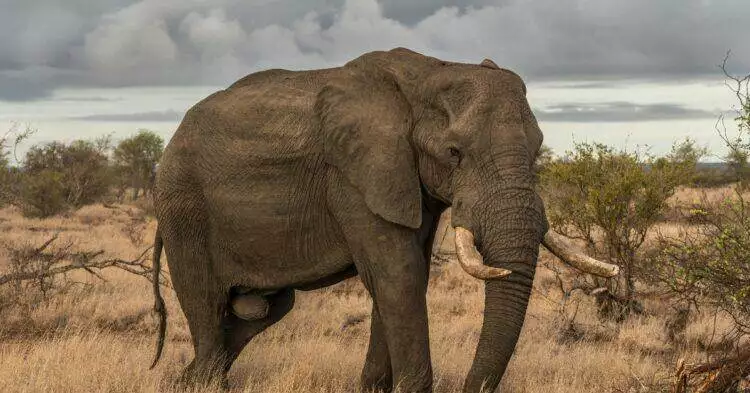 Elephant (Unsplash | Marcus Löfvenberg)