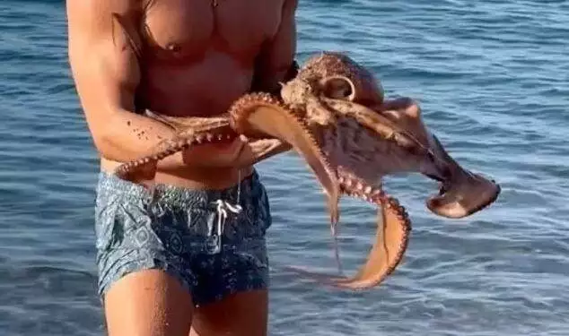 Frederico Cola with octopus (Jam Press)