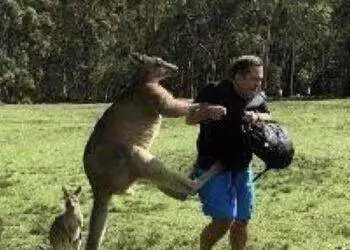 Kangaroo attacks man
