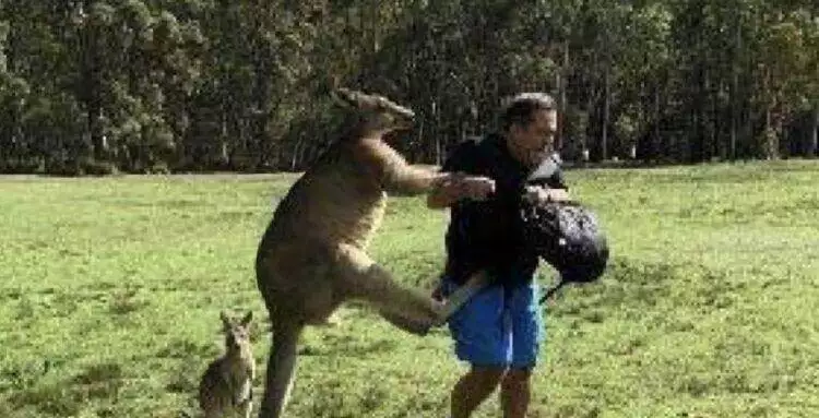 Kangaroo attacks man